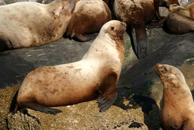 Northern (Steller) Sea Lion - Eumetopias jubatus