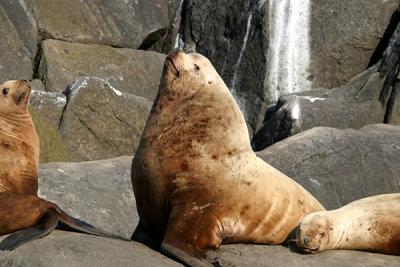 Northern (Steller) Sea Lion - Eumetopias jubatus