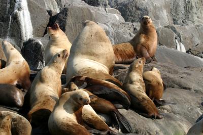 Northern (Steller) Sea Lions - Eumetopias jubatus