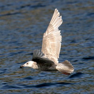 Glaucous-winged Gull - Larus glaucescens
