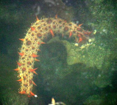  Giant California Sea Cucumber - Apostichopus californicus 