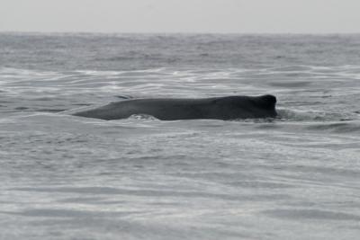 Hump-backed Whale