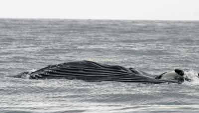 Hump-backed Whale feeding - Megaptera novaeangliae