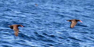 Black Oystercatchers - Haematopus bachmani