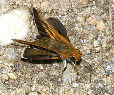 Two-spotted Skipper - Euphyes bimacula   (male)