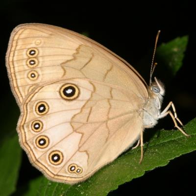 Appalachian Brown - Satyrodes appalachia