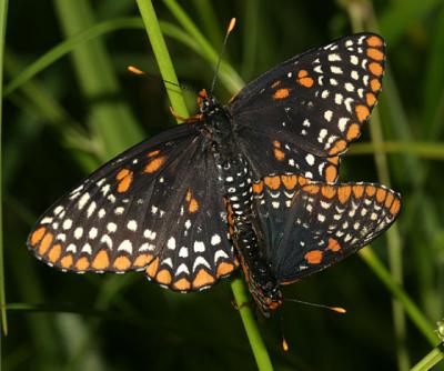 Baltimore Checkerspot - Euphydryas phaeton mating