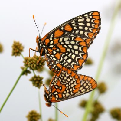 Baltimore Checkerspot - Euphydryas phaeton mating