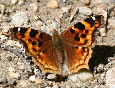 Compton Tortoiseshell - Nymphalis vaualbum