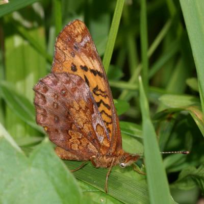 Meadow Fritillary - Boloria bellona