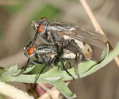 Fox Maggot Flies - Wohlfahrtia vigil (mating pair)