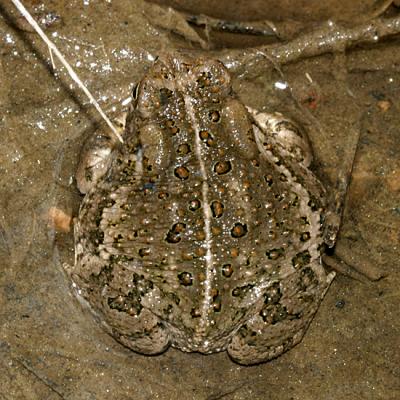 Woodhouse's Toad - Anaxyrus woodhousii