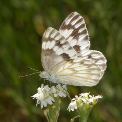 Checkered White - Pontia protodice