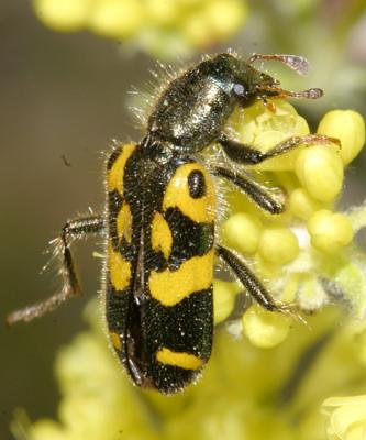 Ornate Checkered Beetle - Trichodes ornatus