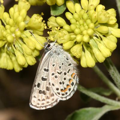 Rocky Mountain Square-spotted Blue - Euphilotes centralis