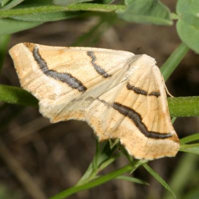 6852 - Eriplatymetra coloradaria