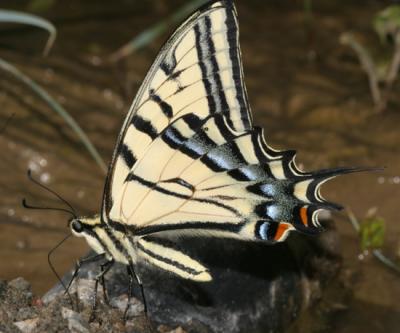 Two-tailed Swallowtail - Papilio multicaudata