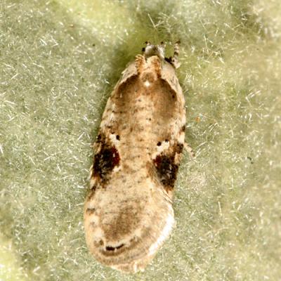 0874.1 - Poison Hemlock Moth - Agonopterix alstromeriana