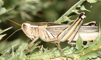 Two-Striped Grasshopper (Melanoplus bivittatus)