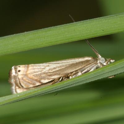 Crambine Snout Moth (Crambinae)