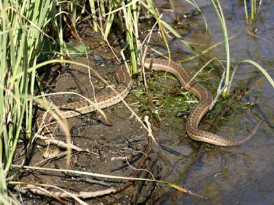 Wandering Garter Snake - Thamnophis elegans vagrans