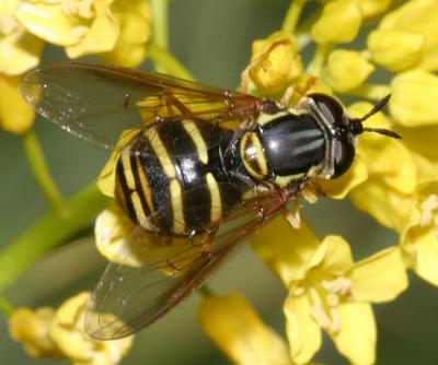 Syrphid Fly - Chrysotoxum  sp.