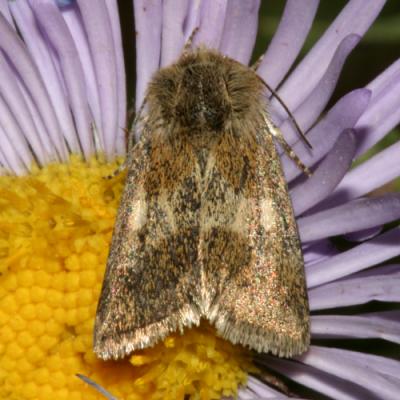 Moth - Schinia sp.