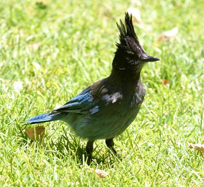 Steller's Jay - Cyanocitta stelleri