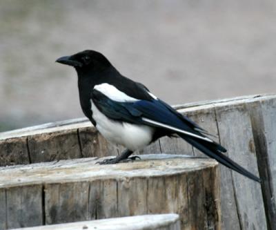 Black-billed Magpie - Pica pica