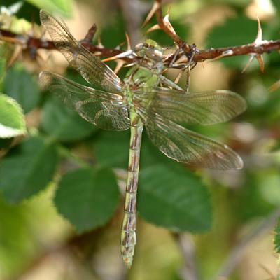 Pale Snaketail - Ophiogomphus severus