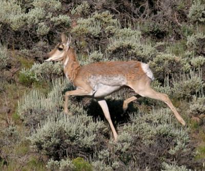 Pronghorned Antelope - Antilocapra americana