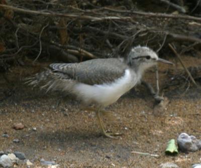 Spotted Sandpiper chick - Actitis macularia
