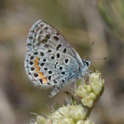 Rocky Mountain Square-spotted Blue - Euphilotes centralis