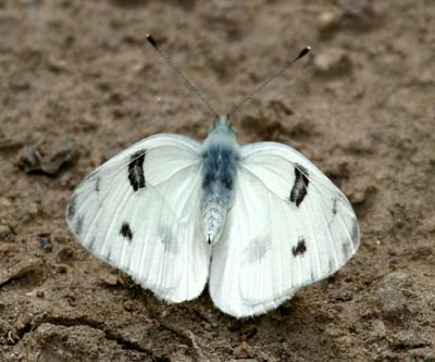 Checkered White - Pontia protodice (male)