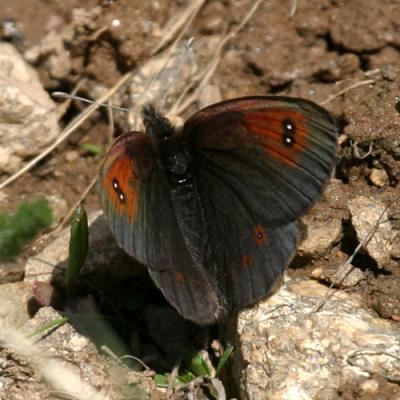 Colorado Alpine - Erebia callias