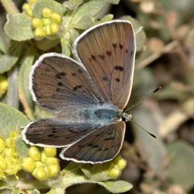 Blue Copper - Lycaena heteronea (female)