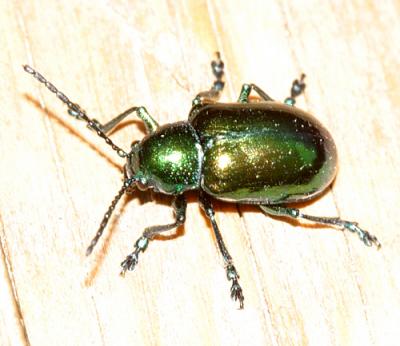 Dogbane Beetle - Chrysochus auratus