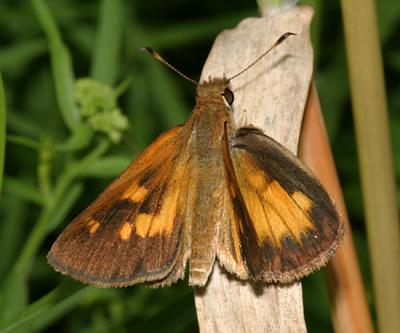 Broad-winged Skipper - Poanes viator  - male