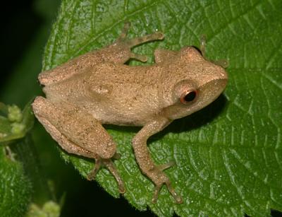 Spring Peeper - Pseudacris crucifer