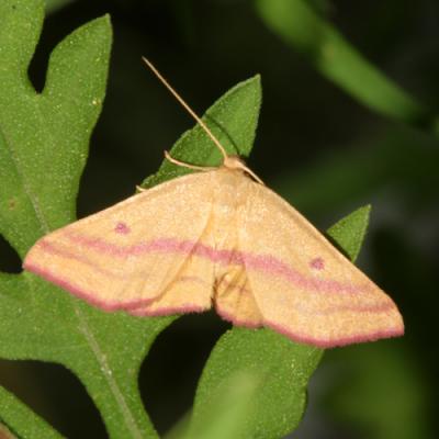 7146 -- Chickweed Geometer Moth -- Haematopis grataria
