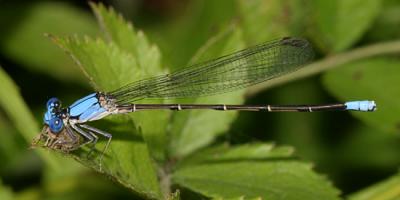 Blue-fronted Dancer - Argia apicalis (male)