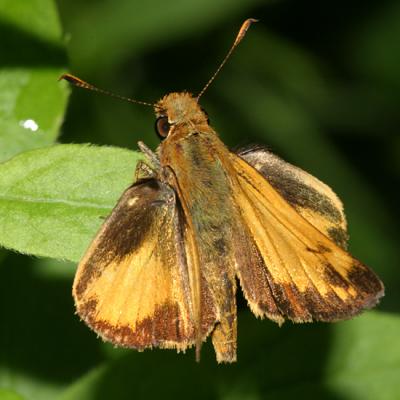 Zabulon Skipper - Poanes zabulon  - male