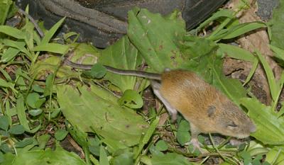 Meadow Jumping Mouse - Zapus hudsonius
