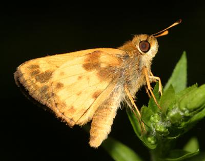 Zabulon Skipper - Poanes zabulon