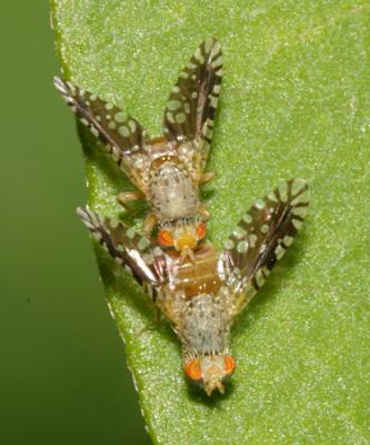 Euaresta bella (mating pair)