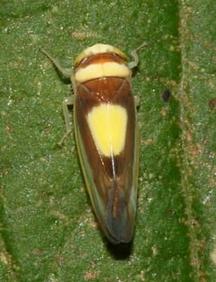   Saddled Leafhopper - Colladonus clitellarius