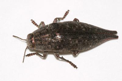  Dicerca caudata