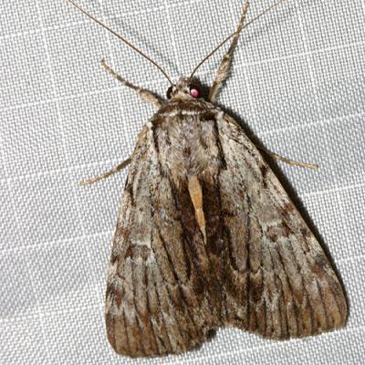 8847 - Graceful Underwing Moth-Catocala gracilis
