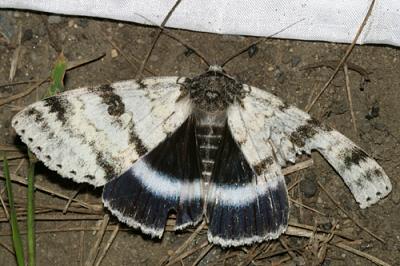 8803 -- White Underwing Moth -- Catocala relicta