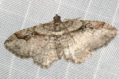 7416 -- Bent-line Carpet Moth -- Orthonoma centrostrigaria